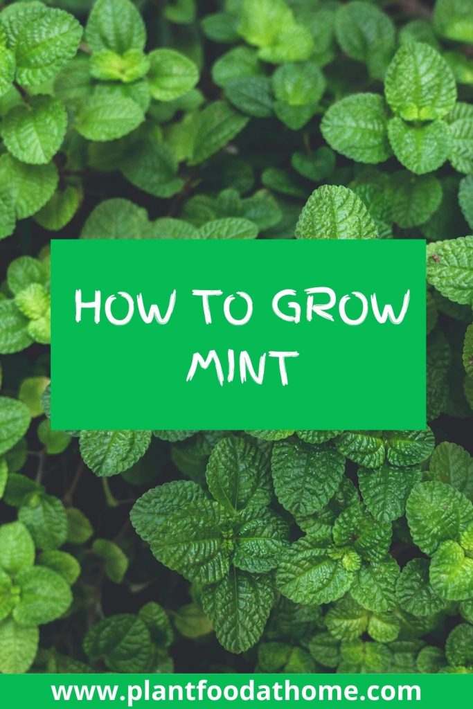 Guide How To Grow Mint