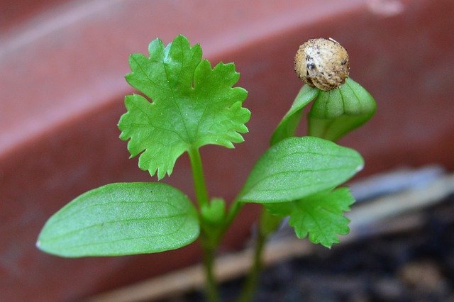 How To Germinate Cilantro From Seed