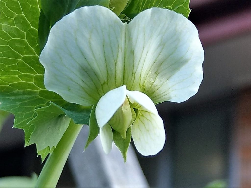 Sugar Snap Pea Flower Close-Up