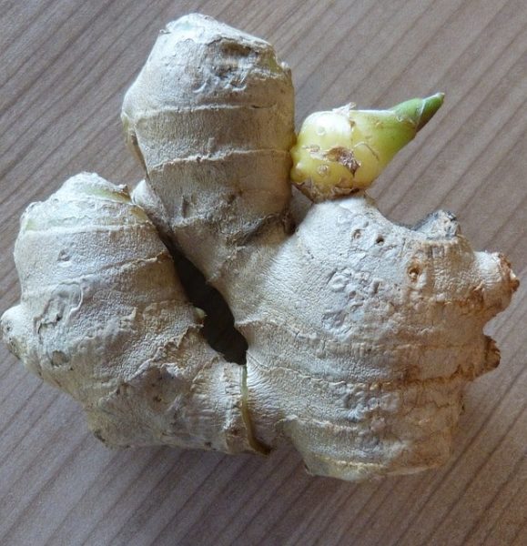 Ginger Piece With New Shoot - Growing Ginger