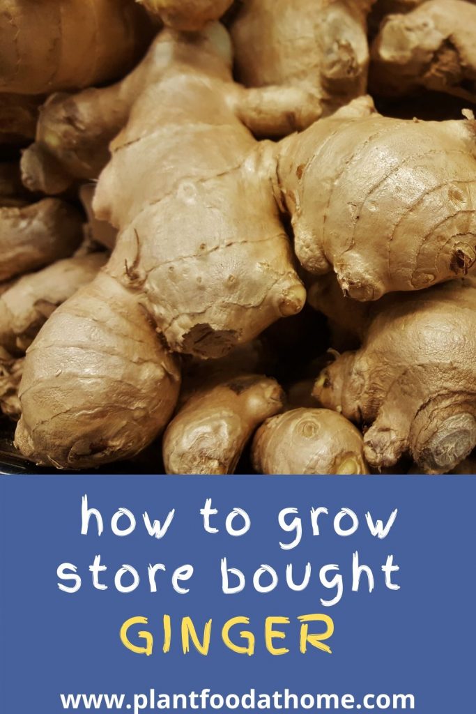 How To Grow Store Bought Ginger At Home