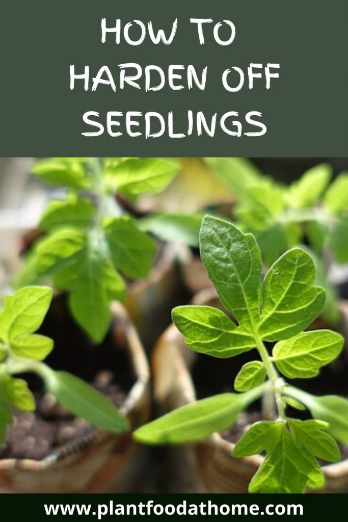 How To Harden Off Seedlings - Tomatoes