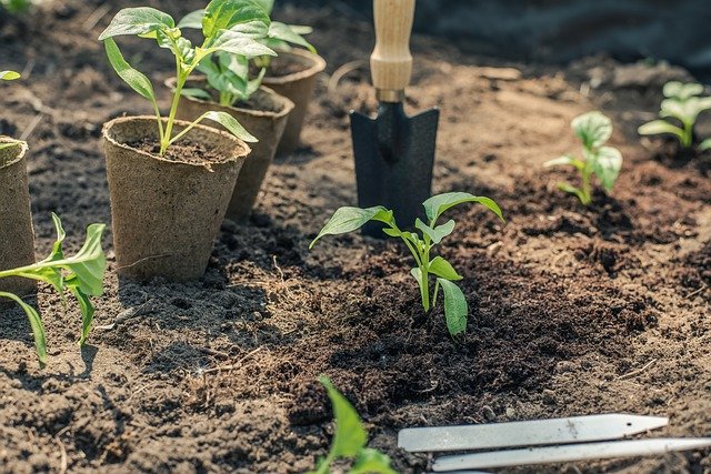 Planting Hardened Off Seedlings - Pepper