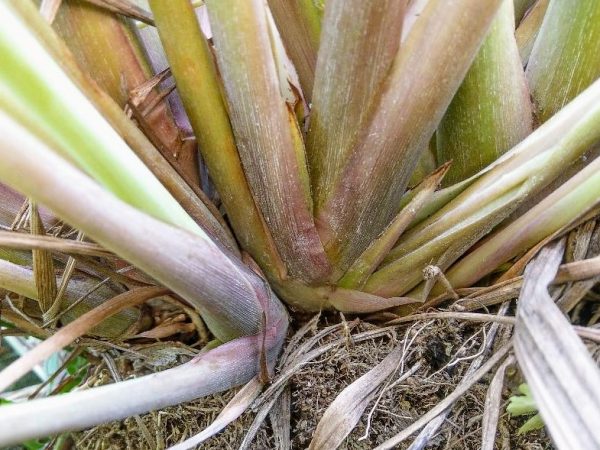 Close up of Lemongrass Plant Stalks- How To Grow Lemongrass