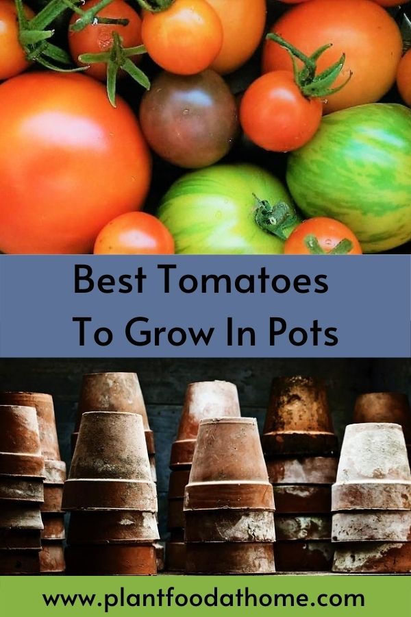 The Best Tomatoes To Grow In Pots