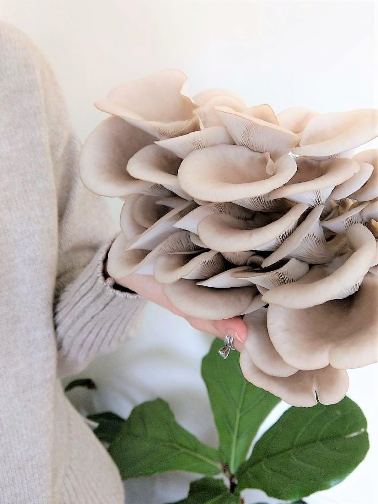 Homegrown Oyster Mushroom for Oyster Mushroom Risotto Recipe