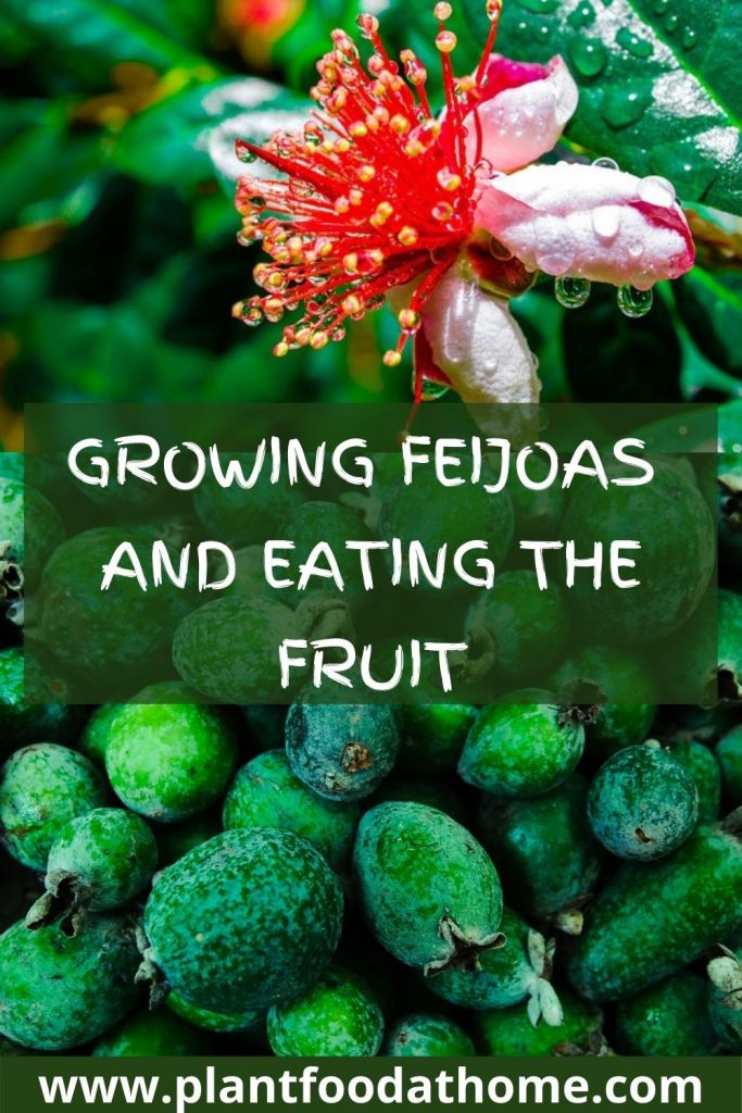 Growing Feijoas and Eating the Fruit