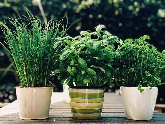 Growing Herbs In Pots - How To Grow Parsley