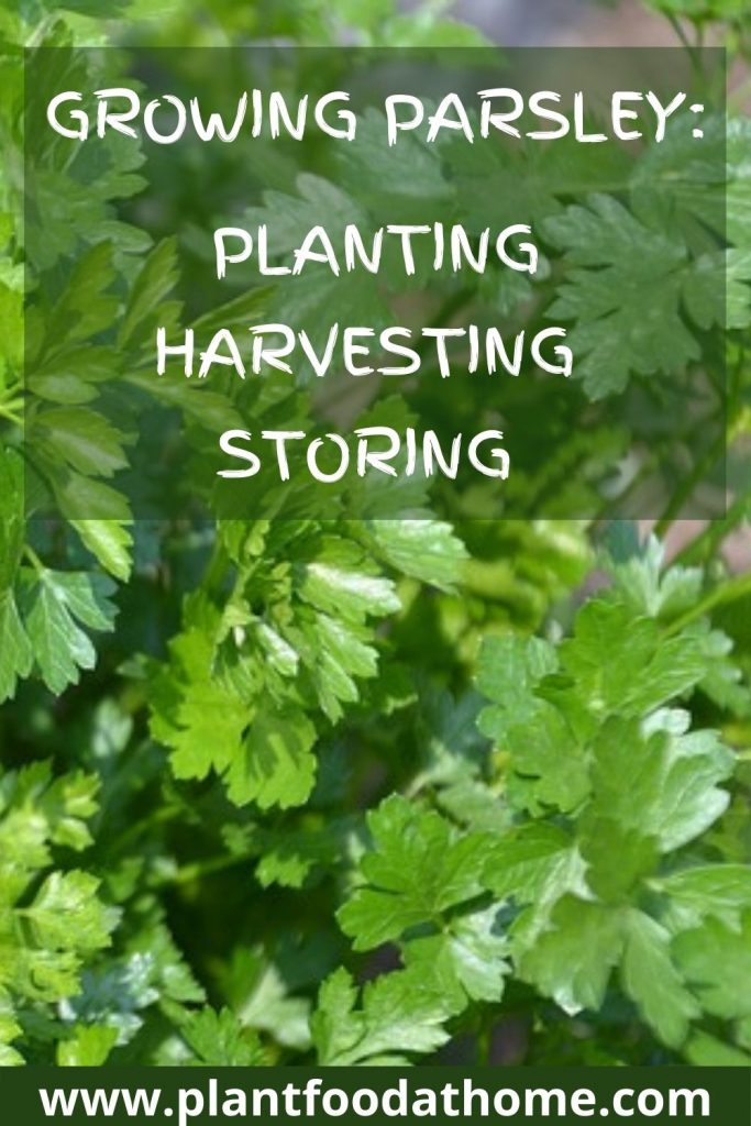 Growing Parsley - planting storing harvesting parsley