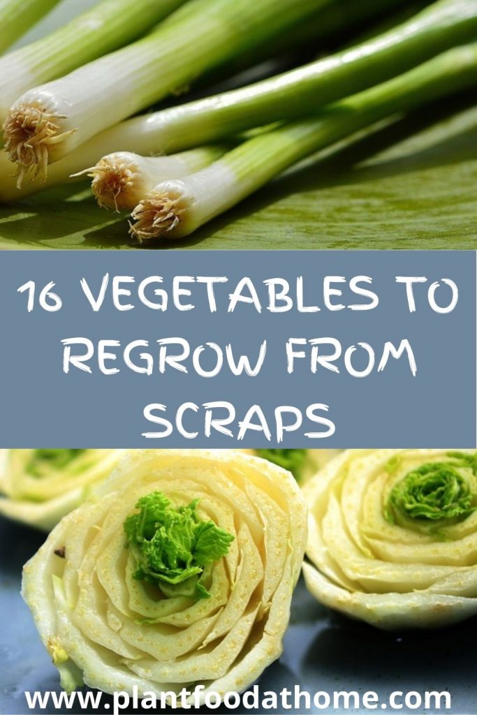 16 Vegetables You Can Regrow From Kitchen Scraps