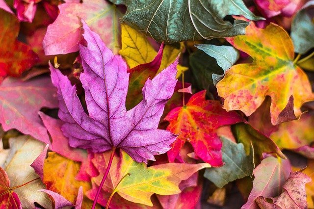 Fall Leaves Mulch - Best Organic Mulch for the Garden