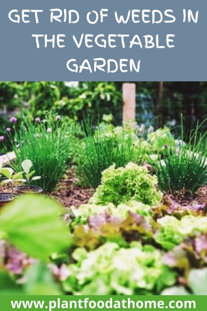 Get Rid of Weeds in the Vegetable Garden