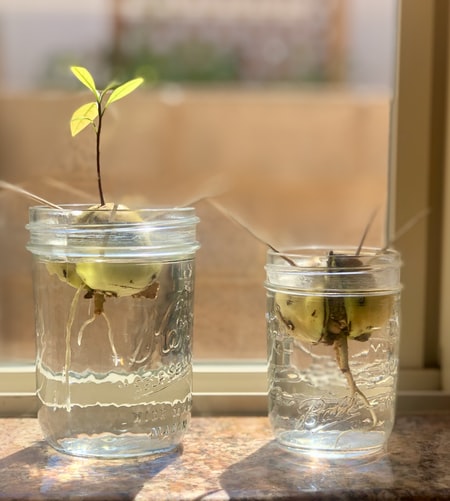 Regrow an avocado from kitchen scraps - How to Grow Avocados Indoors