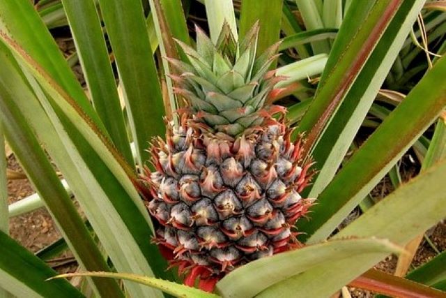 Regrowing Pineapple