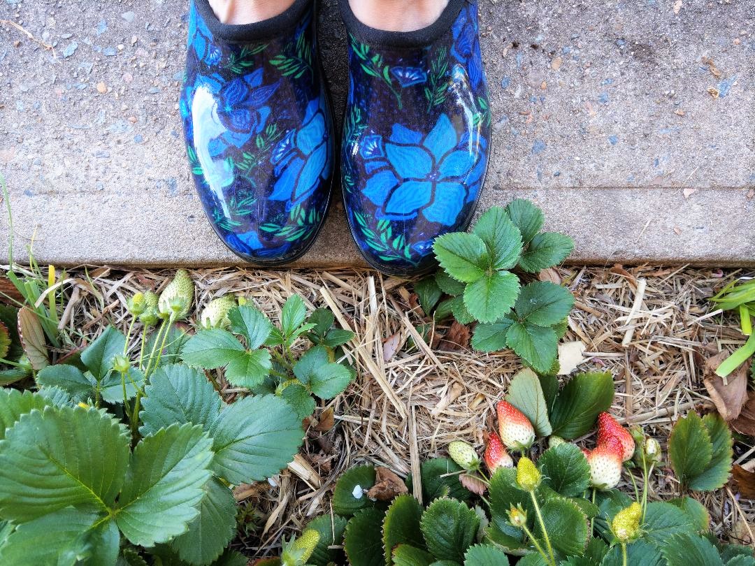 Review of Slogger Clog Gardening Shoes