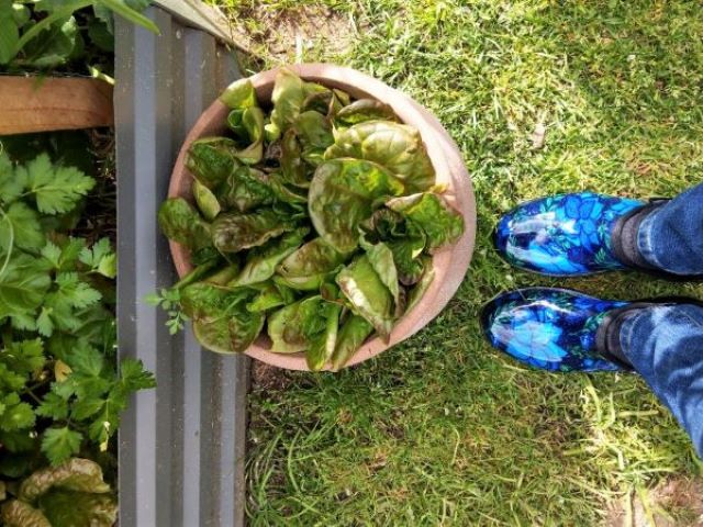Sloggers Gardening Shoes Review