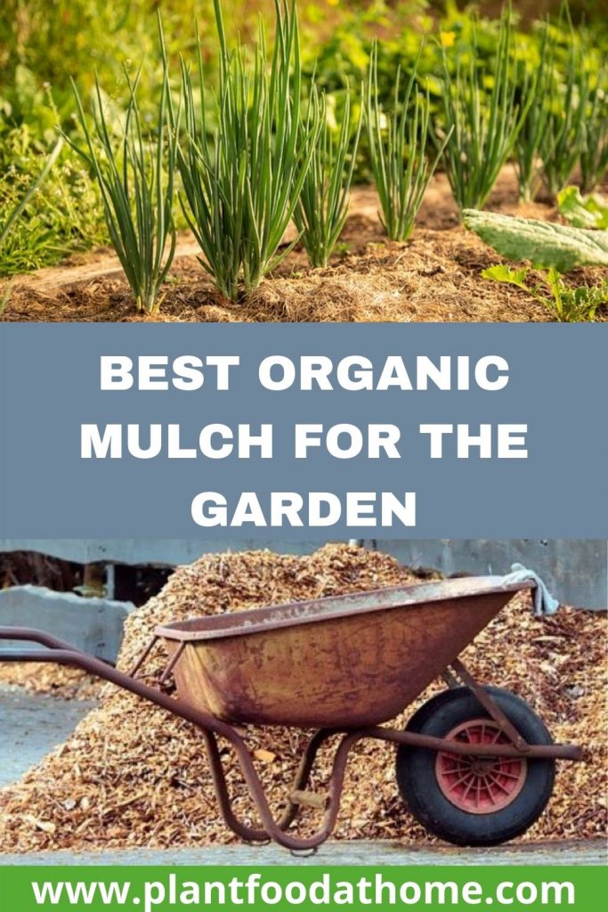 Best Organic Mulch for the Garden