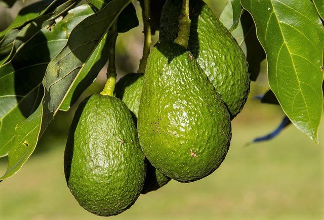 Fruiting Avocado Tree - How To Grow Avocados