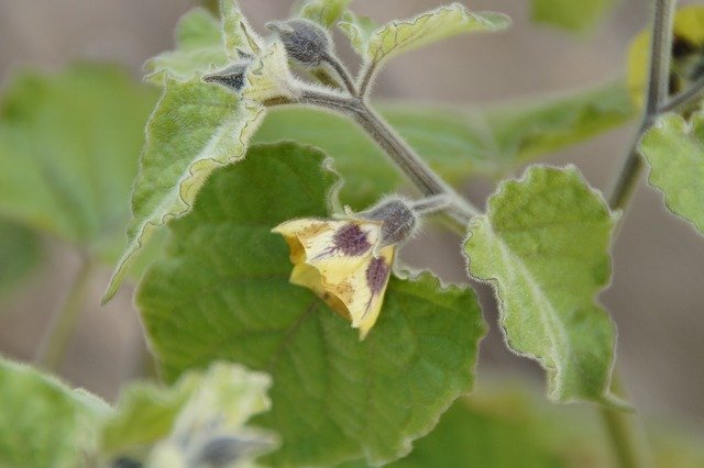 Cape Gooseberry Flower - How to Grow Cape Gooseberries