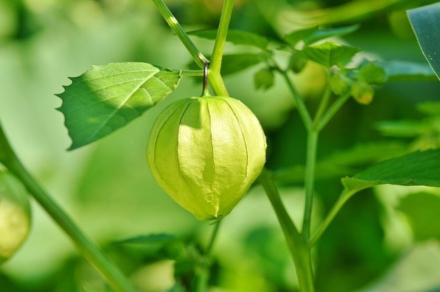Cape Gooseberry Plant with Fruit
