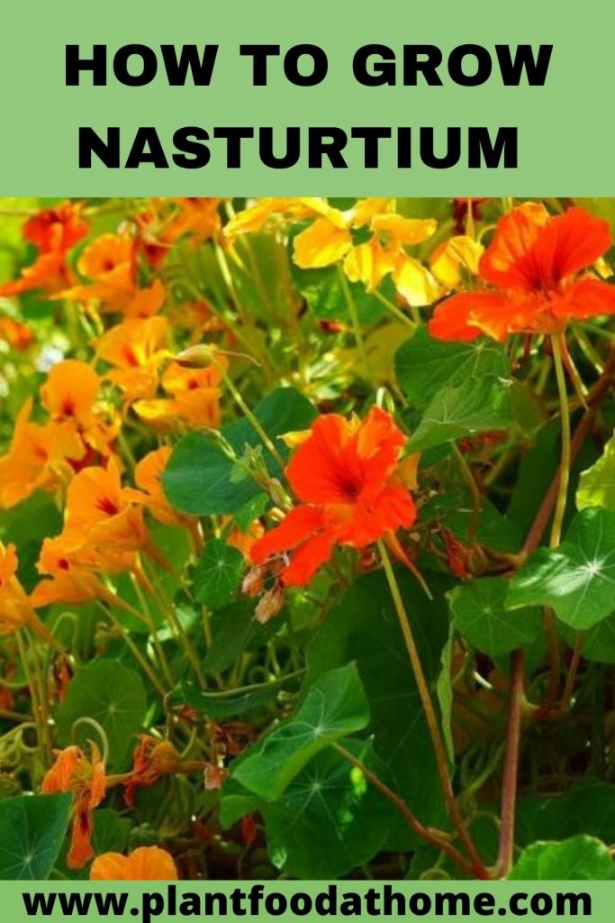 How To Grow Nasturtiums at Home