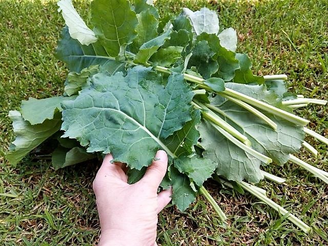Harvesting Kale from the Garden - How to Freeze Kale