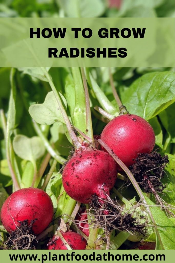 How to Grow Radishes - Easiest Vegetable to Grow