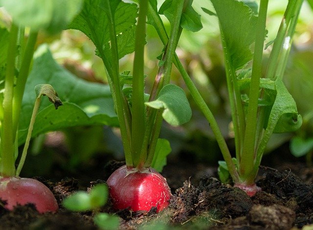 Radishes Growing in the Garden - How to Grow Radishes