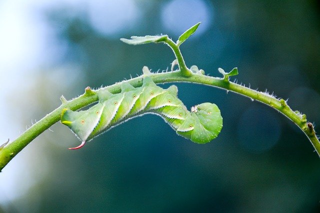 Tomato Pest - caterpillar hornworm