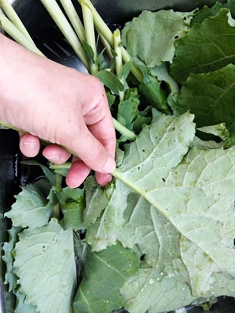 Removing the kale stems - How to Freeze Kale