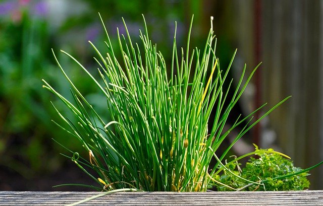 Chives in the Herb Garden - How to Grow Chives