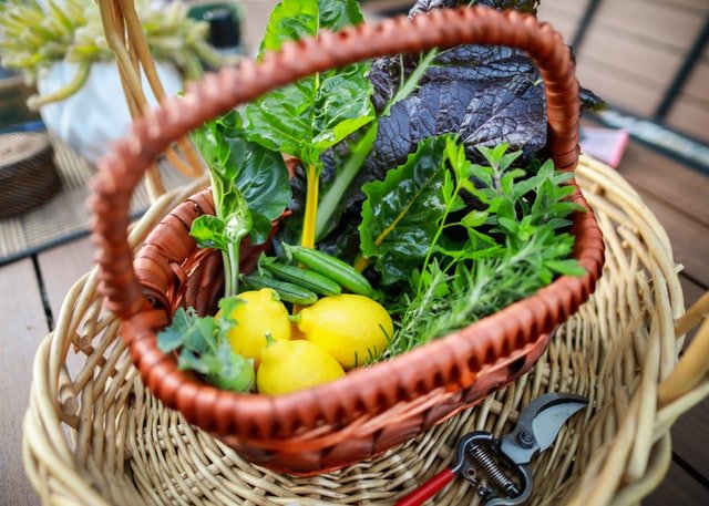 Garden Harvest - How to Start a Vegetable Garden