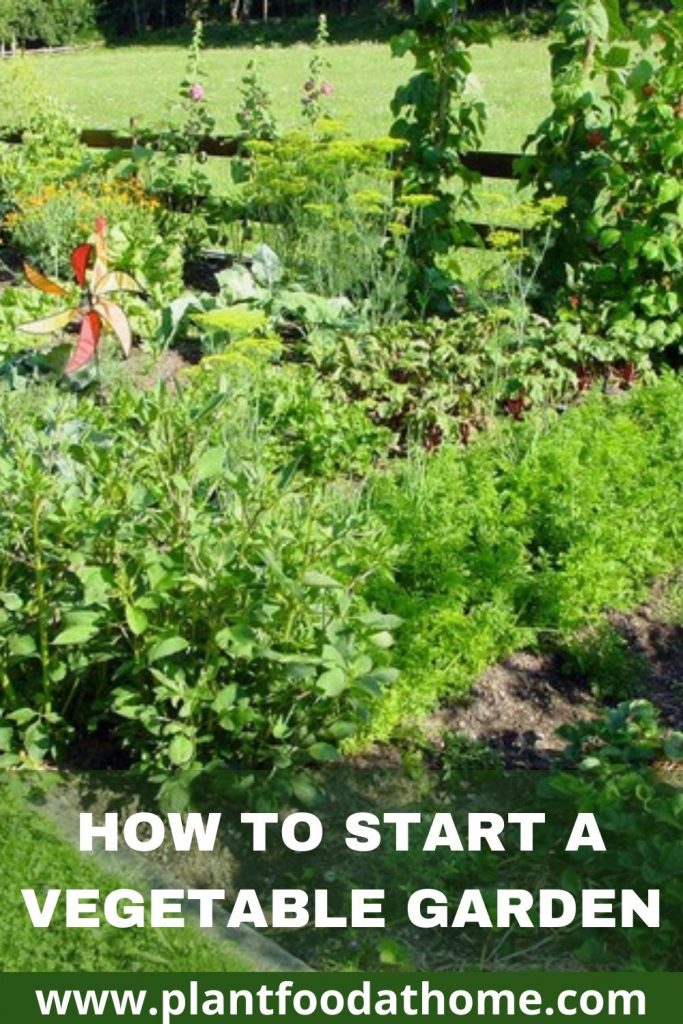 How to Start a Vegetable Garden Beginners Guide
