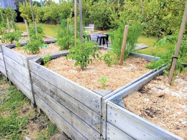 How to Start a Vegetable Garden for Beginners