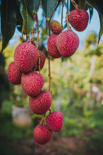 Lychees Growing on a Tree - What is a Lychee