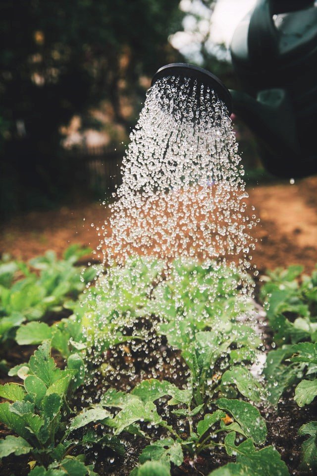 Watering the Garden - How to Start a Vegetable Garden for Beginners