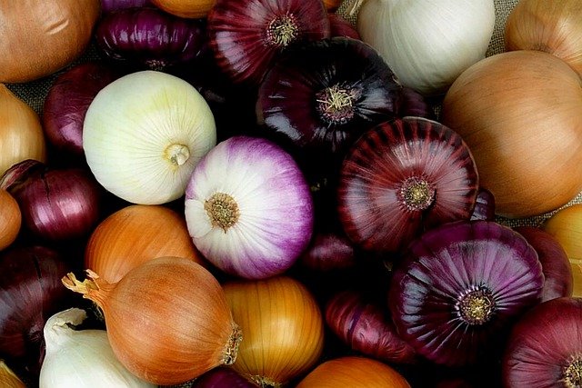 Are Onions Easy to Grow