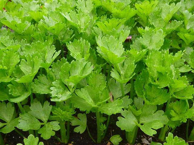 Celery Plants - How to Grow Celery for Juicing