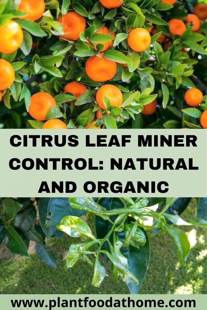 Citrus Leaf Miner Control - Natural and Organic Methods