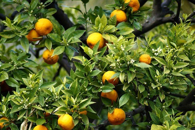 Citrus Tree - Citrus Leaf Miner Natural and Organic Control