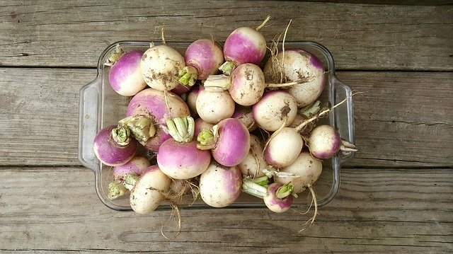 Freshly Harvested Turnips - Turnips Vs Radishes What's the Difference