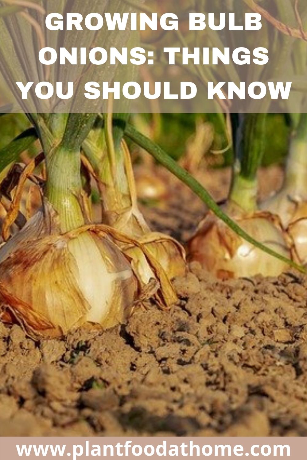 Growing Bulb Onions things you should know