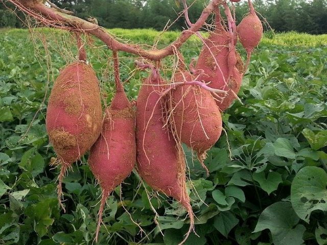 Harvested Sweet Potatoes Showing That Roots Form From the Narrow Tapered End of the Sweet Potato