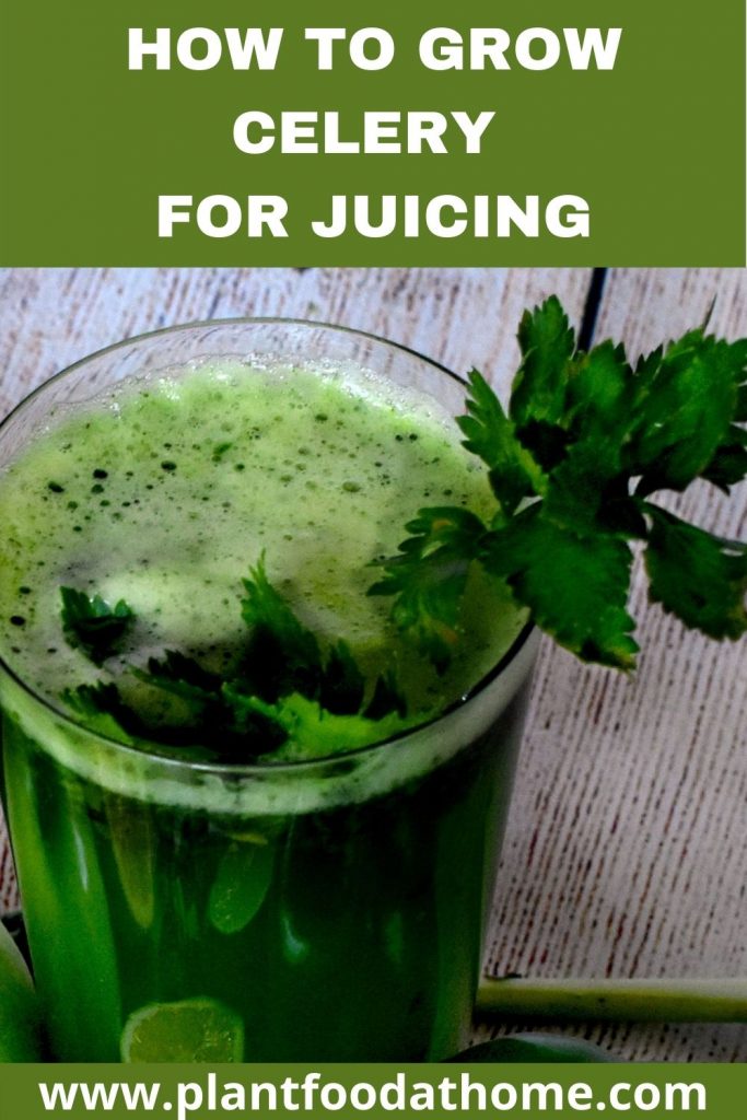 How to Grow Celery for Juicing