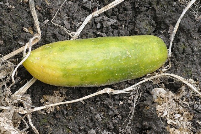 Over Ripe Cucumber - Reasons Why Your Cucumbers are Turning Yellow