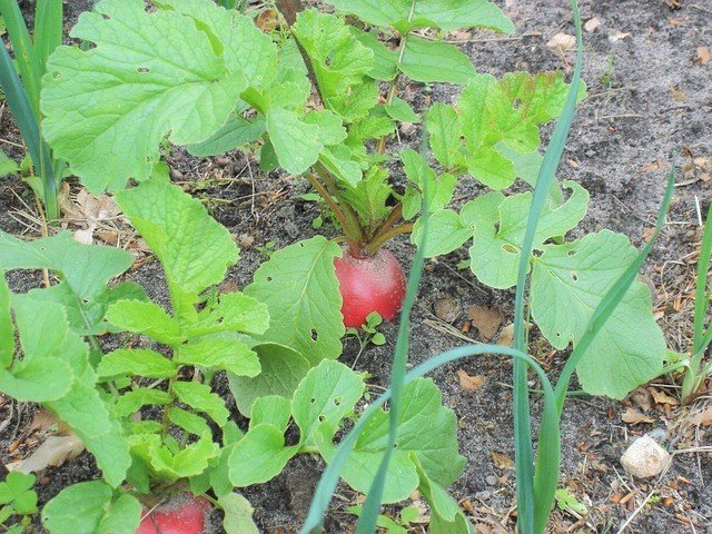 Radish Growing in the Vegetable Garden - Turnips Vs Radishes What's the Difference