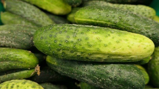 Reasons Why Your Cucumbers Are Turning Yellow