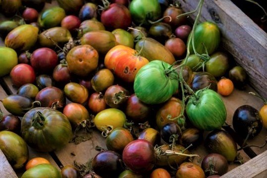 Ripening Green Tomatoes in Wooden Box - How to Ripen Green Tomatoes Indoors