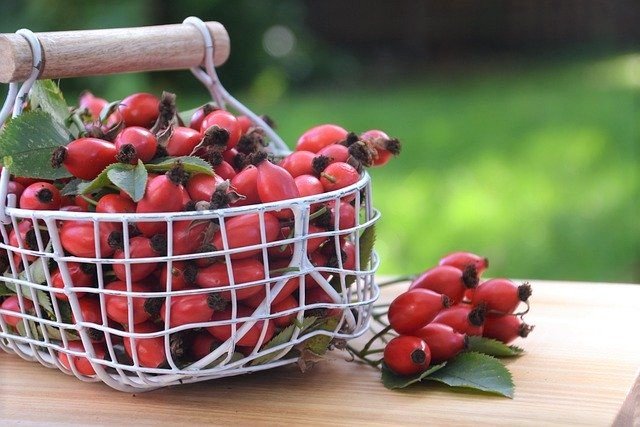 Rose Hip Harvest - What Are Rose Hips and How to Eat Them