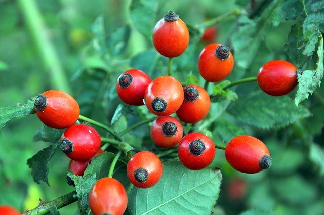 Rose Hips - What Are Rose Hips and How to Eat Them